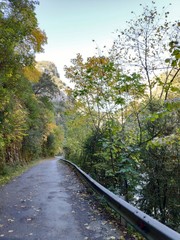 Obraz premium railway in the forest