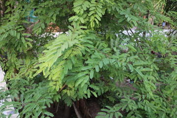 Tamarindus indica leaves on a tree