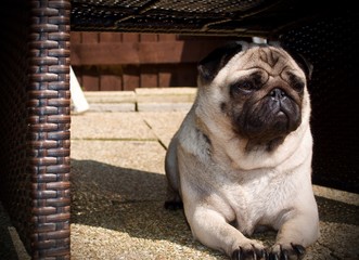 My lovely pug - Darla Luna