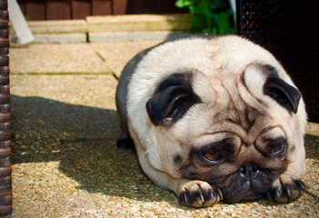 My lovely pug - Darla Luna