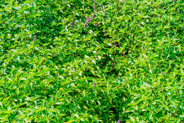 Tra Que village, organic vegetable field, near Hoi An old town, Vietnam
