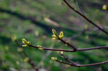 branch of a tree