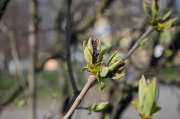 spring buds of bush