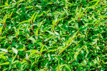 Tra Que village, organic vegetable field, near Hoi An old town, Vietnam