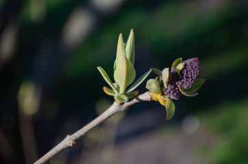 spring buds of bush