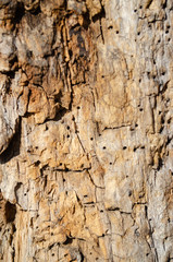 bark of a tree