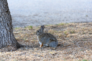 rabbit on dry grass