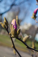 buds of magnolia