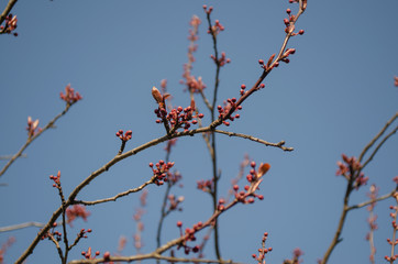 red berries on a branch