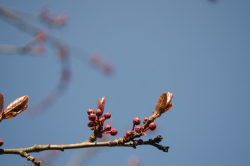 red rose buds