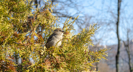 great spotted woodpecker