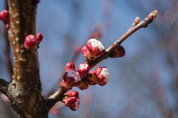 buds of a cherry tree