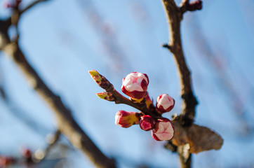 pink cherry blossom