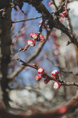 red berries on a branch