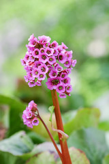 Obraz premium Bergenia Cordifolia