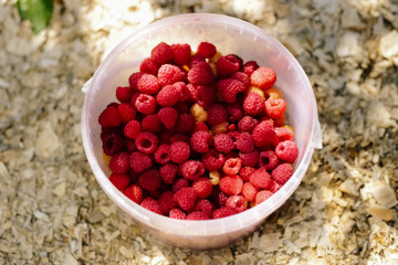 Many red raspberries in a plastic bucket