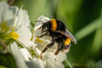 Hummel auf Bl&uuml;te