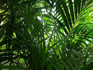 Obraz na płótnie Canvas A view of the foliage of palm trees in the jungle through which sunlight breaks through. Concept background, wildlife, nature, landscape, tropics.
