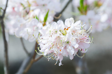 White rhododendron