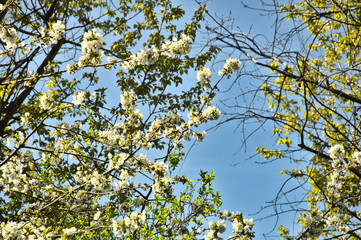 Spring. White flowers on the tree.