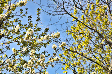 Spring. White flowers on the tree.