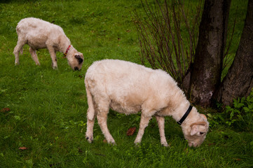 Obraz na płótnie Canvas Two young sheep are eating grass