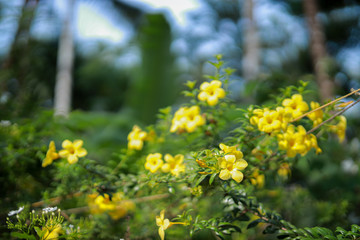 Beautiful yellow flowers on green leaves. 