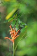 Closeup Orange Heliconia Flower in garden. Orange flower and the leaves