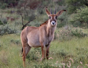 One roan antelope looking at the camera in the lush green veld of Mokala National Park, South Africa