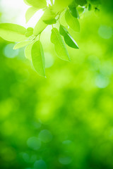 Fototapeta na wymiar Nature of green leaf in garden at summer. Natural green leaves plants using as spring background cover page greenery environment ecology wallpaper