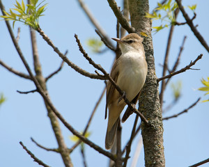 Reed Warbler perched in a tree