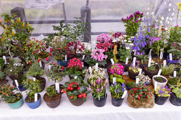 Garden plants for sale in Japan