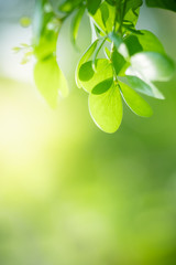 Nature of green leaf in garden at summer. Natural green leaves plants using as spring background cover page greenery environment ecology wallpaper
