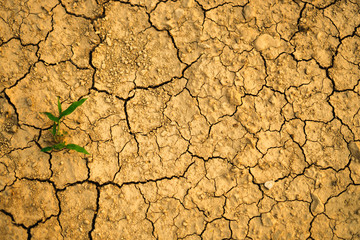 famine, dry land