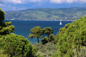 Fototapeta na wymiar Green plants on the islands of the Aegean Sea, Greece