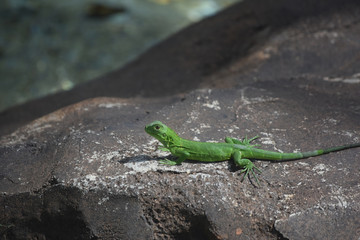 Small Green Lizard on a Rock in the Sun
