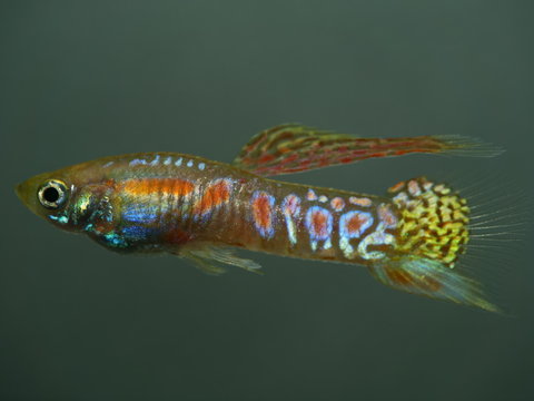 Poecilia reticulata Ginga Rubra