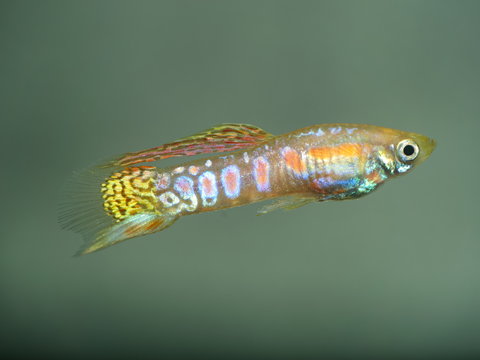 Poecilia reticulata Ginga Rubra