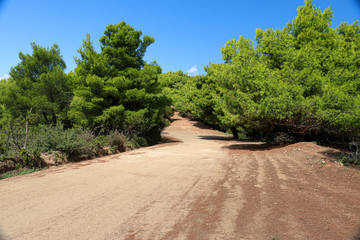 Green plants on the islands of the Aegean Sea, Greece