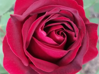 rosa in primavera