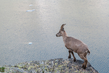 Bouquetin au bord dans lac de montagne, dans les Alpes