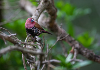 Pink-throated Twinspot