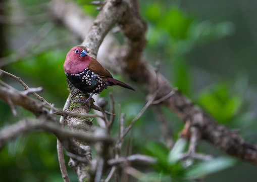 Pink-throated Twinspot