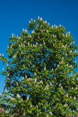 Blühender Kastanienbaum