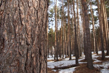 Obraz premium tree in russian forest in spring