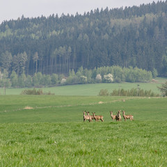 The roes © Szymon