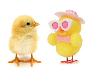 Two chicks one real other artificial funny scene