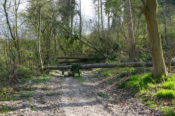 Umgestürzte Bäume liegen auf einem Feldweg 