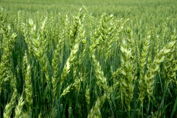 Green Wheat field. Wheat field in july.Beautiful green cereal field background                            