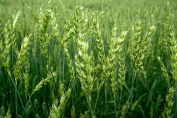 Green Wheat field. Wheat field in july.Beautiful green cereal field background                            